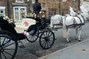 1st Choice Animals Horse Drawn Carriages  Profile 1