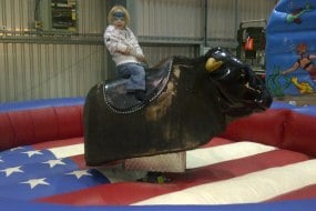 rodeo  bull