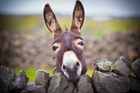 Jenny's Donkeys Children's Entertainers Profile 1