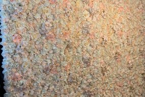 ABC Leisure Flower Wall Hire Profile 1