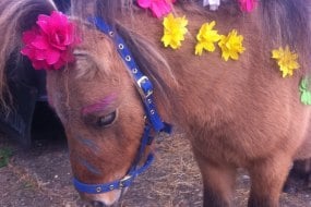 Stanwick Party Ponies Pony Parties Profile 1