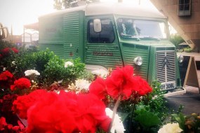 Herbert looking pretty amongst the flowers in London