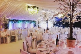 Stingray Events Decorations Profile 1
