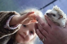 Teaching Talons (The Animal Ambassadors) Children's Entertainers Profile 1