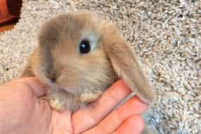 Nature’s Burrow Animal Encounters Children's Entertainers Profile 1