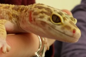 Nature’s Burrow Animal Encounters Party Entertainers Profile 1