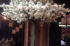 Cherry Blossom Trees