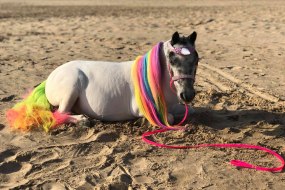 Magic The Rainbow Unicorn Pony Parties Profile 1