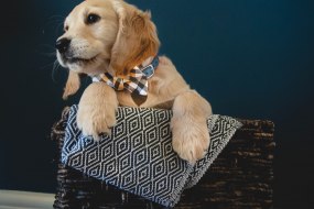 Pet & Puppy Portraits - Arlo