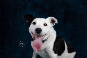 Pixel Pets Photography Photographers Profile 1