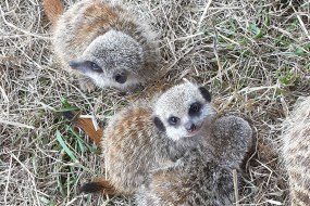 The Exotic Animal Encounter Exhibition Stand Hire Profile 1