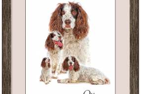 Pet Photography, Canine Photography