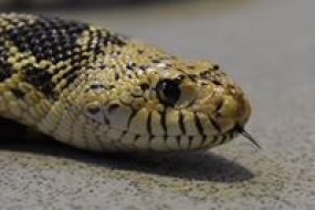 snake hire
