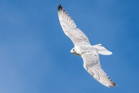 Hawkeye Falconry UK Party Entertainers Profile 1