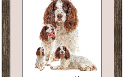Pet Photography, Canine Photography