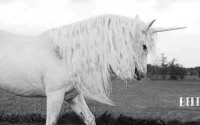 black and white image of a unicorn