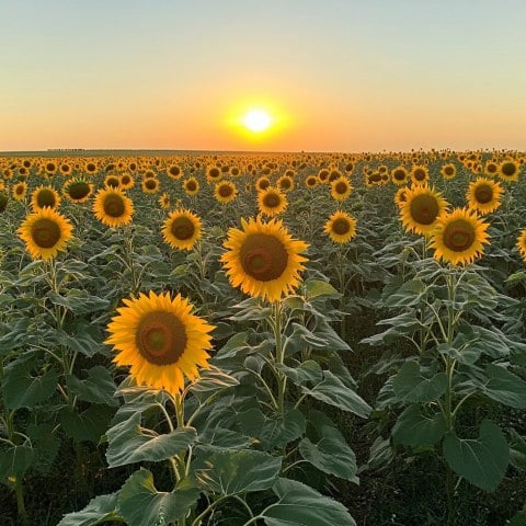 stockcake-sunset-over-sunflowers-1732091976.jpg