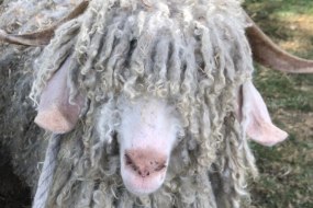 All Creatures Animal Experience