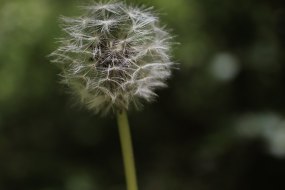 greens-photography