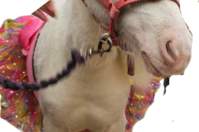 Unicorn pony parties