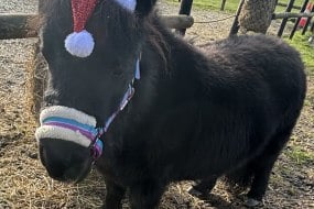 Twinnies Petting Farm