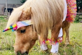 Spring Meadows Pony Parties