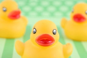 Puzzled Duck