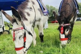 Emma’s donkeys Llanidloes Pony Parties Profile 1