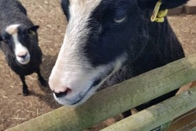 Animal Edge Animal Parties Profile 1