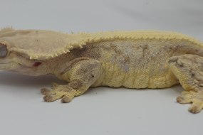 Scales and Shells Reptile Encounters Educational Entertainers Profile 1