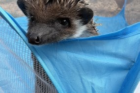 Backyard Feathers and Fur Animal Parties Profile 1