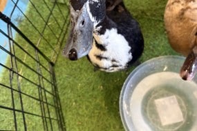 Backyard Feathers and Fur Animal Parties Profile 1