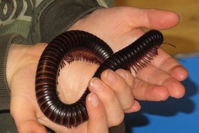 Wild Encounters Animal Parties Profile 1