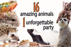 Animal Magic Parties Animal Parties Profile 1