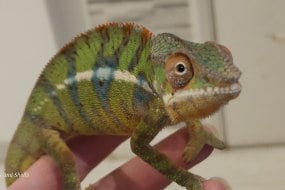 Scales and Shells Reptile Encounters Animal Parties Profile 1