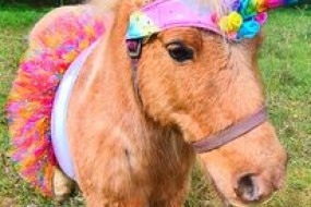 Spring Meadows Pony Parties  Animal Parties Profile 1