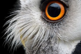 Teaching Talons (The Animal Ambassadors)