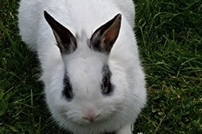 The Petsman - Animal Encounters