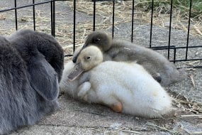 Manor Farm Experiences Animal Parties Profile 1