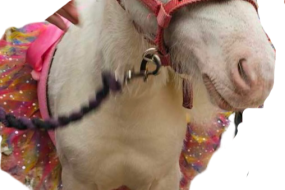 Unicorn pony parties undefined Profile 1