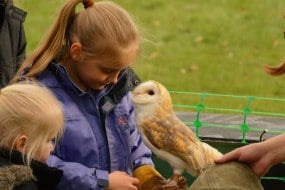 Fixter's Falconry Educational Entertainers Profile 1