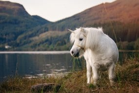 The Unicorn Experience Event Planners Profile 1