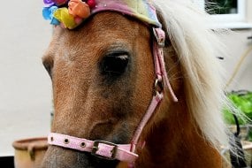 Spring Meadows Pony Parties Animal Parties Profile 1