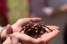 The Petsman - Animal Encounters Animal Parties Profile 1