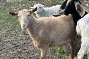 1st Choice Animals Animal Parties Profile 1