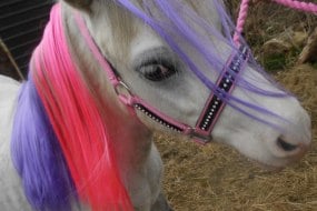 Stardust Pony Parties Pony Parties Profile 1