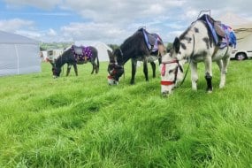 Emma’s donkeys Llanidloes Animal Parties Profile 1