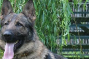 X9-K9 Limited Security Staff Providers Profile 1