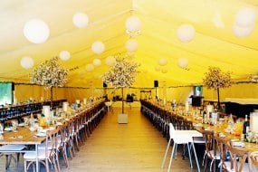 White Orchid Events  Decorations Profile 1