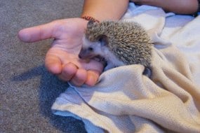 The Best Animal Parties in Greater Manchester | Compare Quotes | Add to Event The Best Animal Parties in Greater Manchester | Compare Quotes | Add to Event